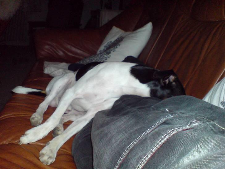 Dansk svensk gaardhund Ricky billede 10