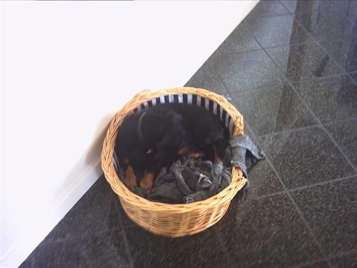 Gravhund Haurdals Frans billede 7