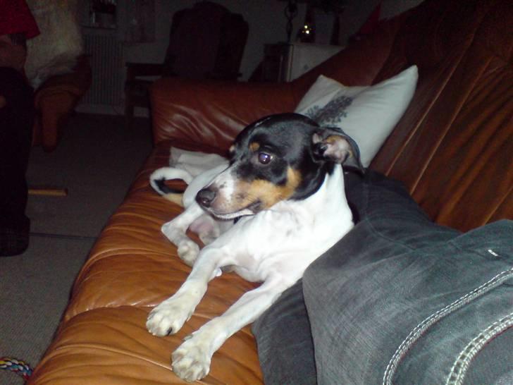 Dansk svensk gaardhund Ricky billede 11