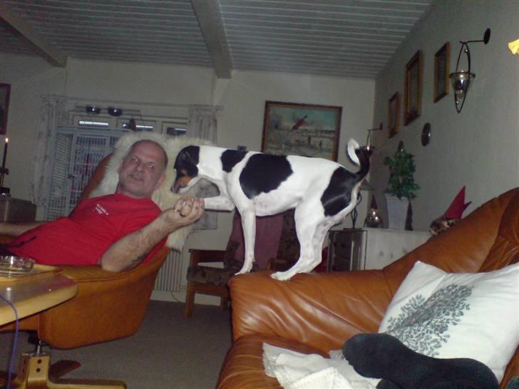 Dansk svensk gaardhund Ricky billede 12