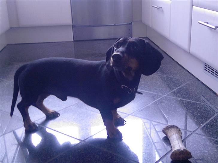 Gravhund Haurdals Frans billede 8