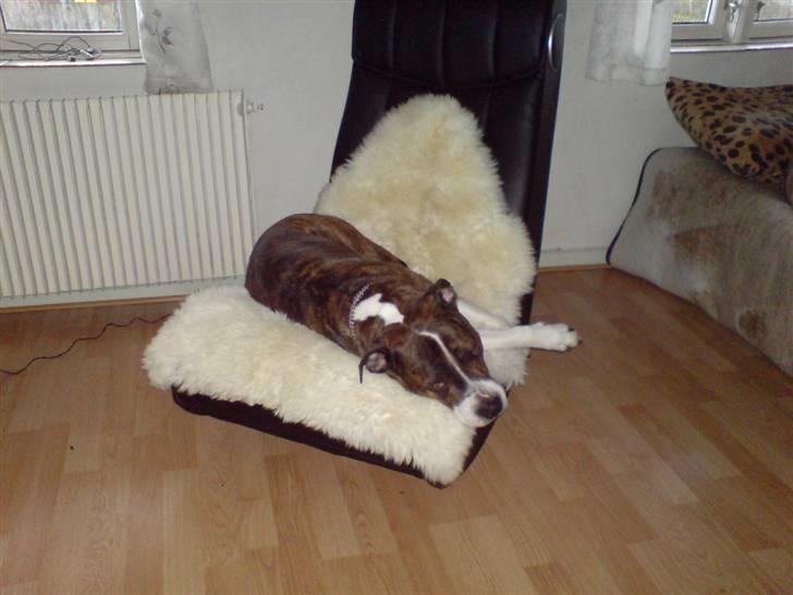 Amerikansk staffordshire terrier Sheba billede 18