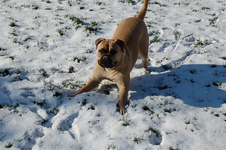 Bullmastiff Bullsaint's afra  billede 16