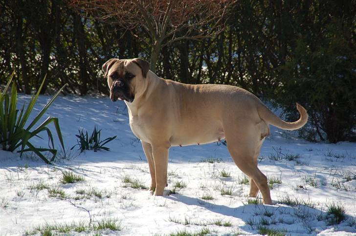 Bullmastiff Bullsaint's afra  billede 17