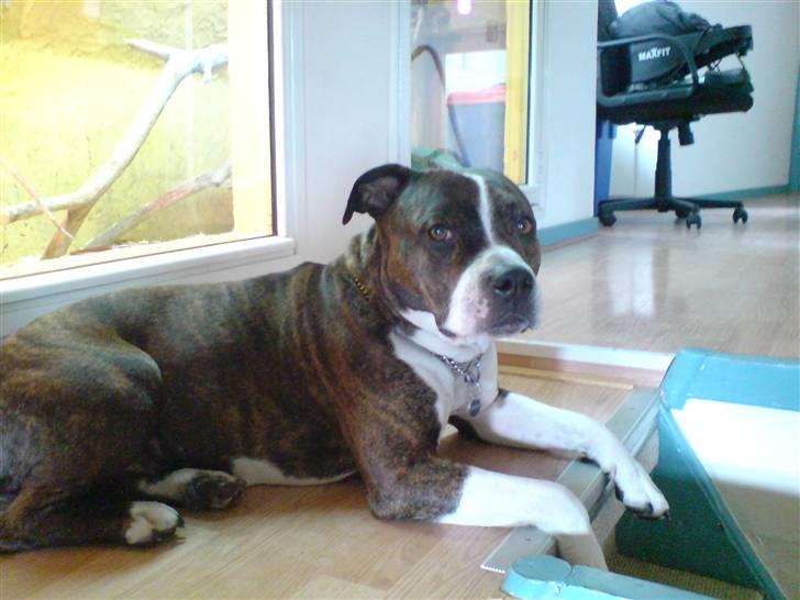 Amerikansk staffordshire terrier Sheba billede 19