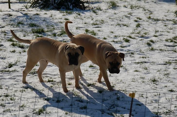 Bullmastiff Bullsaint's afra  billede 18