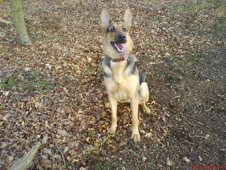 Blanding af racer Herdis - her er vi i skoven billede 1