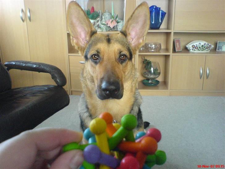 Blanding af racer Herdis billede 2