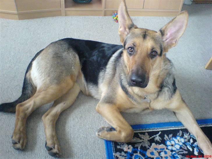 Blanding af racer Herdis billede 3