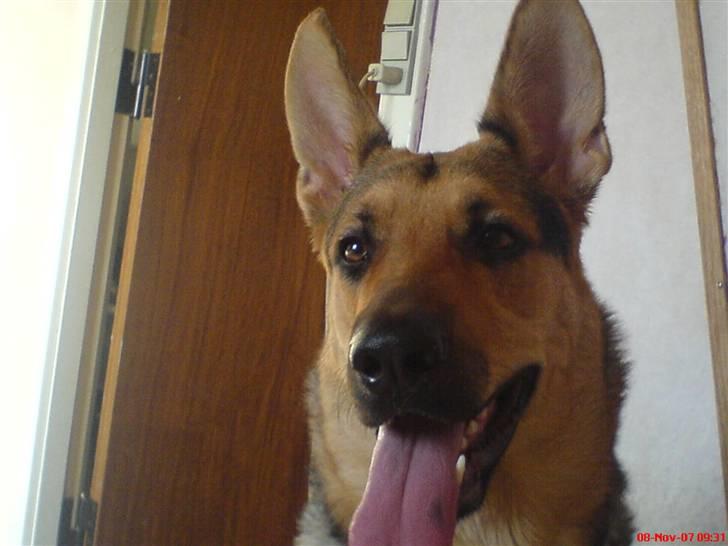 Blanding af racer Herdis billede 4