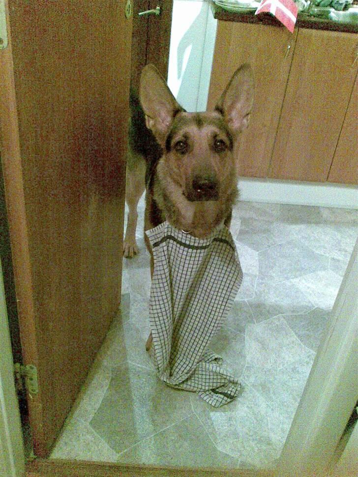 Blanding af racer Herdis billede 5