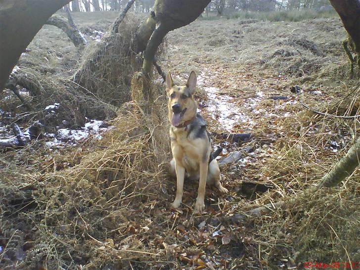 Blanding af racer Herdis billede 6