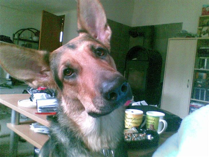 Blanding af racer Herdis billede 7