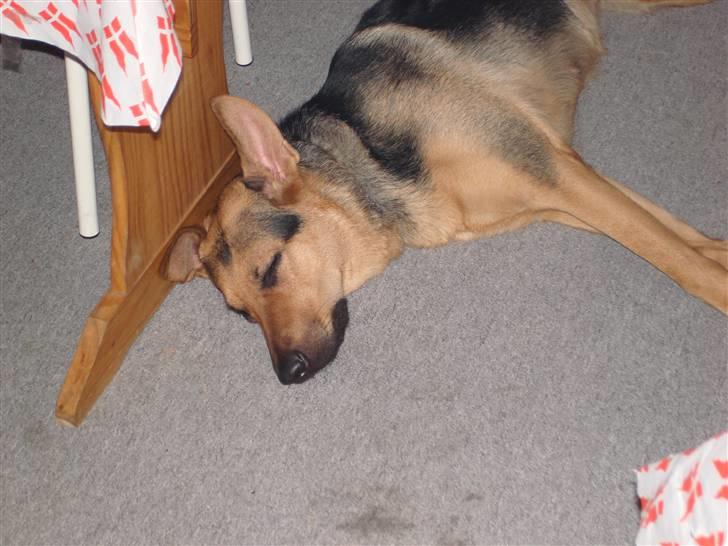 Blanding af racer Herdis - efter en lang dag billede 8