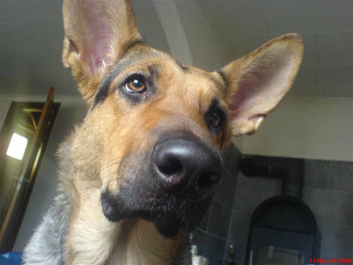 Blanding af racer Herdis billede 9