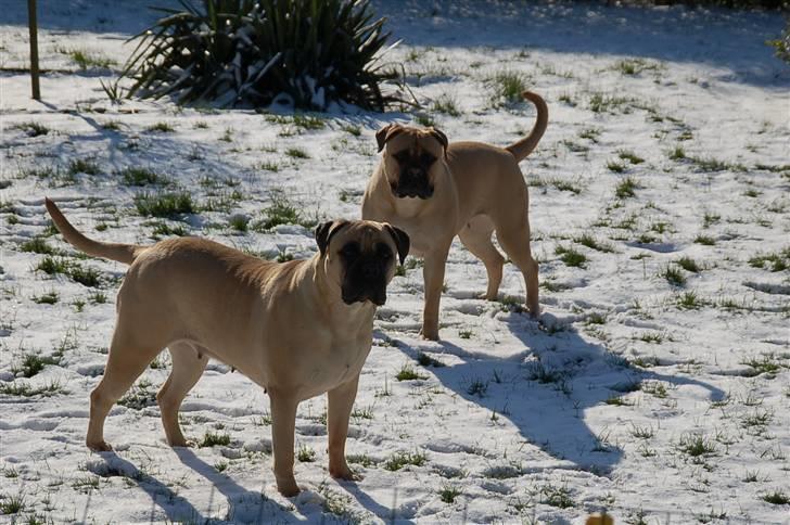 Bullmastiff  Danish Lilo billede 13