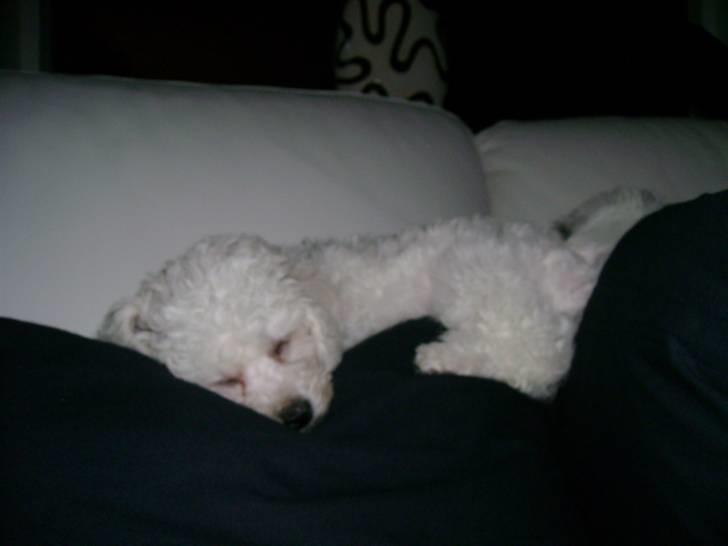 Bichon à poil frisé Malou billede 1