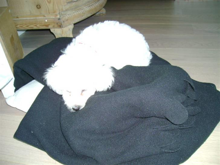 Bichon à poil frisé Malou billede 2