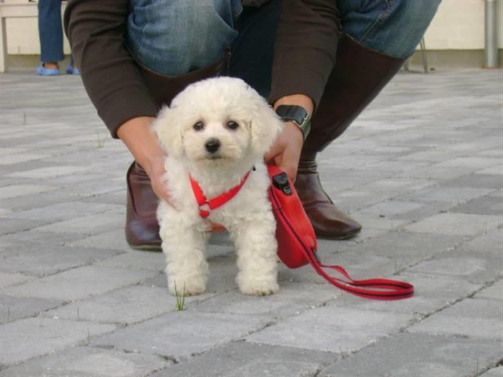Bichon à poil frisé Malou billede 3