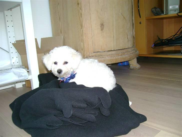 Bichon à poil frisé Malou billede 5