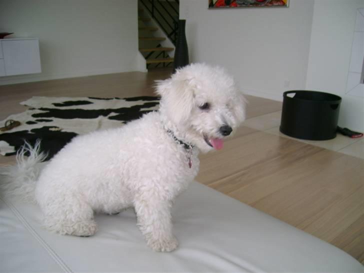 Bichon à poil frisé Malou billede 6