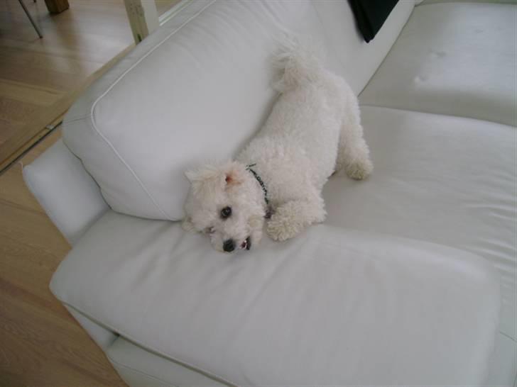 Bichon à poil frisé Malou billede 7