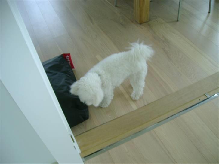 Bichon à poil frisé Malou billede 8
