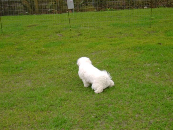 Bichon à poil frisé Malou billede 9