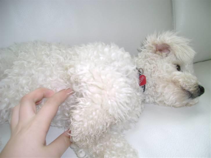 Bichon à poil frisé Malou billede 13