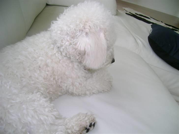 Bichon à poil frisé Malou billede 16