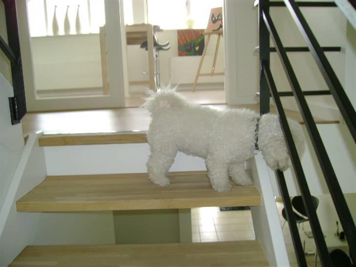 Bichon à poil frisé Malou billede 17