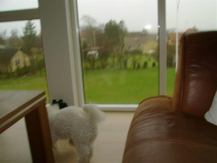 Bichon à poil frisé Malou billede 19