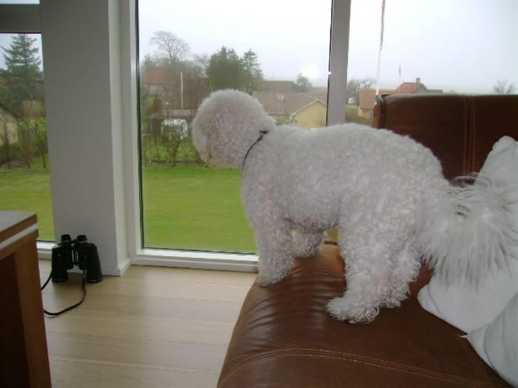 Bichon à poil frisé Malou billede 20