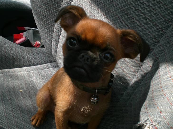 Griffon petit brabancon louie billede 1