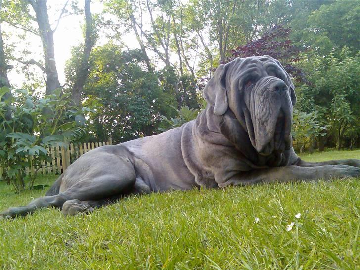Mastino napoletano max billede 1