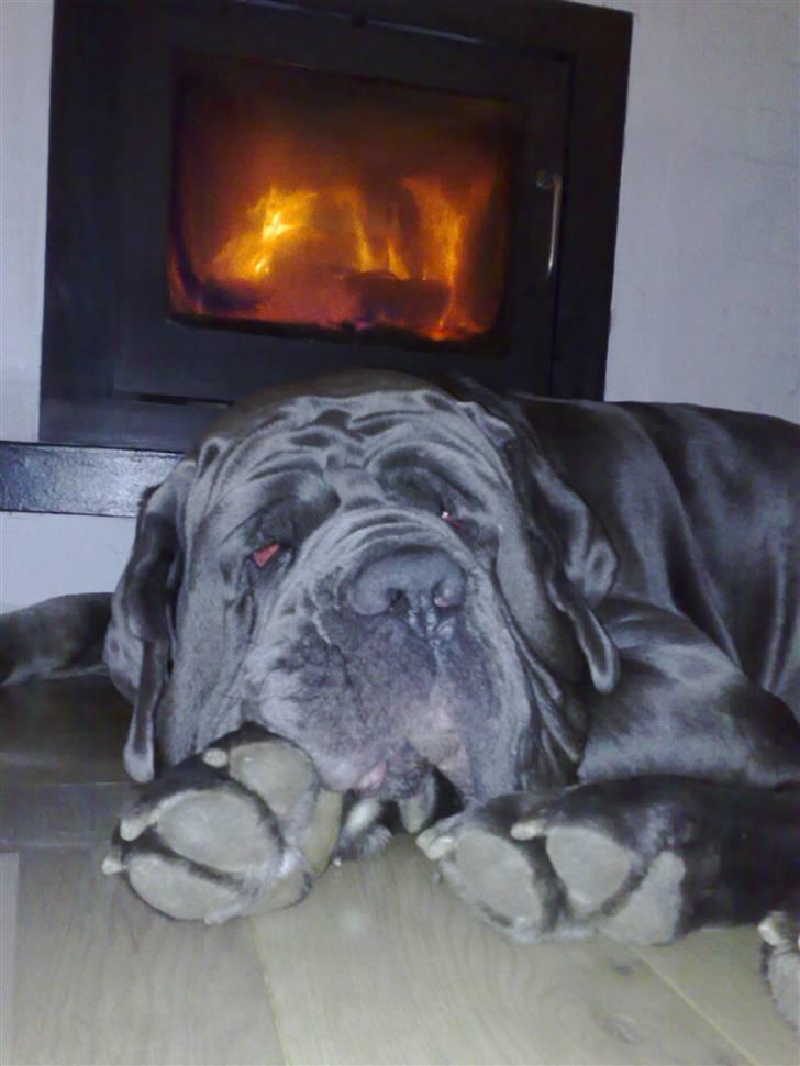 Mastino napoletano max billede 2