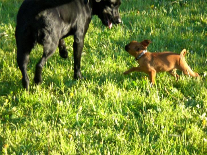 Griffon petit brabancon louie billede 2
