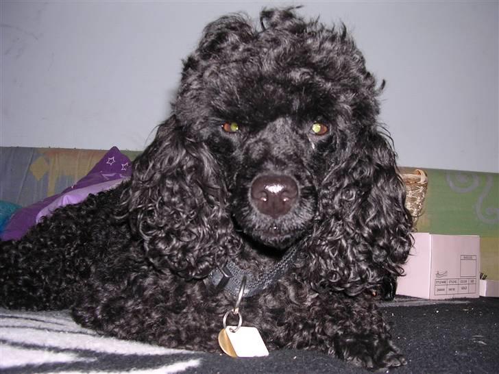 Mellempuddel krølle miin <'3 ! billede 1