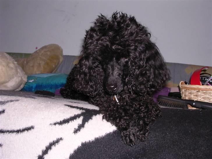 Mellempuddel krølle miin <'3 ! billede 2