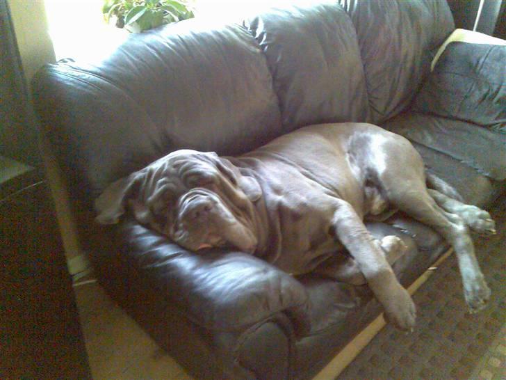 Mastino napoletano max billede 3