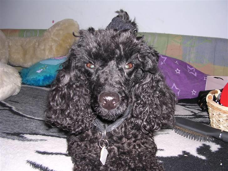 Mellempuddel krølle miin <'3 ! billede 3