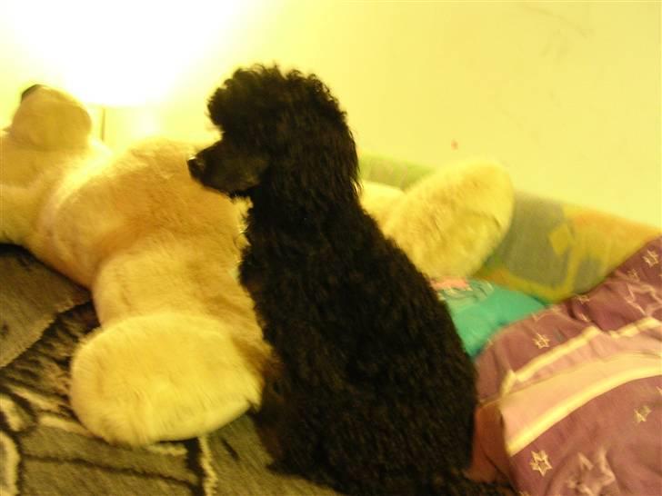 Mellempuddel krølle miin <'3 ! billede 4