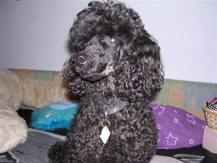 Mellempuddel krølle miin <'3 ! billede 5