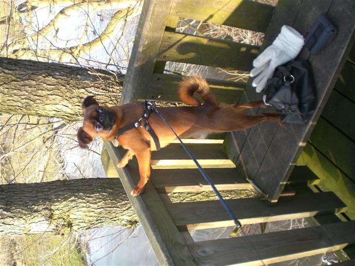 Griffon petit brabancon louie billede 3