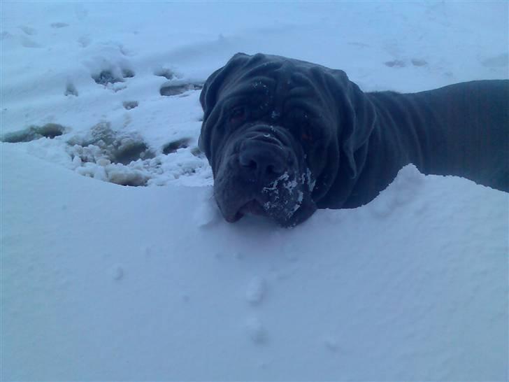 Mastino napoletano max billede 4