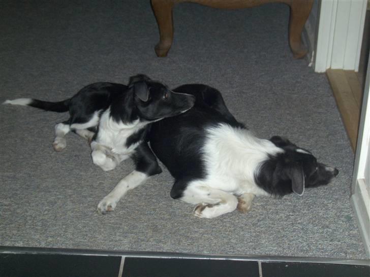 Blanding af racer Filuca - ÅHH vi blev lige pludselig trætte.. billede 11