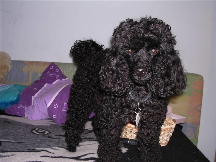 Mellempuddel krølle miin <'3 ! billede 6