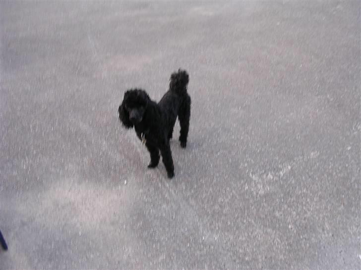 Mellempuddel krølle miin <'3 ! billede 7