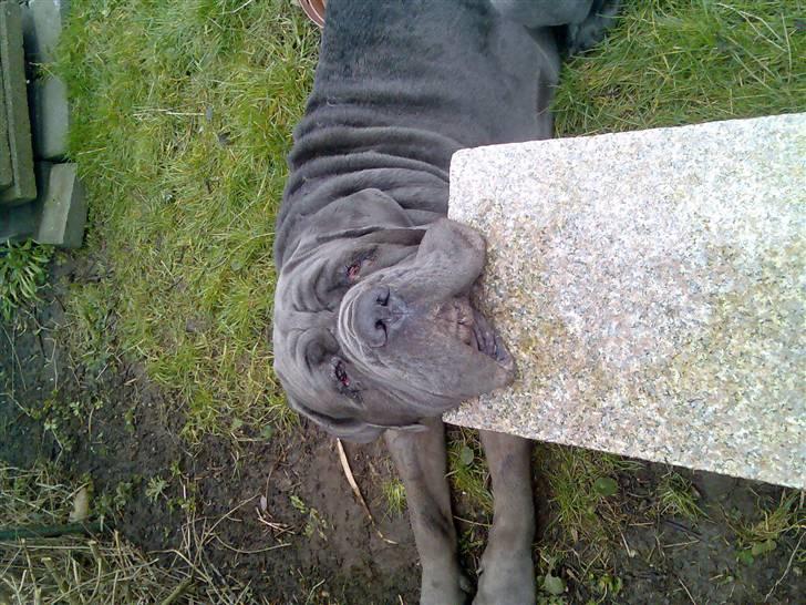 Mastino napoletano max billede 5