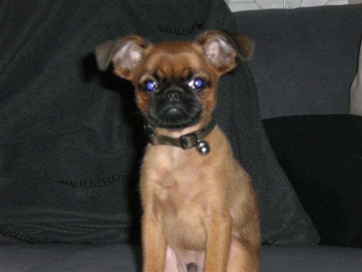 Griffon petit brabancon louie billede 6